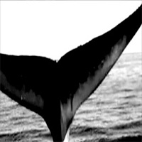 WHALE_200